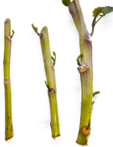 Tree Collard Cuttings